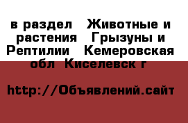 в раздел : Животные и растения » Грызуны и Рептилии . Кемеровская обл.,Киселевск г.